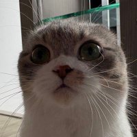 ᗜˬᗜ (@valent1n3d) 's Twitter Profile