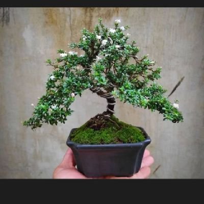 ilhamsangali's profile picture. Farmasi ||
Anggota Kostan Gang Buntu 2014-2018