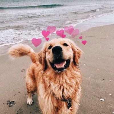 Your daily dose of dogs pics turn on my notifications ✨