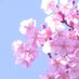 桜色 (@sakura_colorz) Twitter profile photo 桜色 (@sakura_colorz) Twitter profile photo