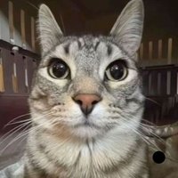 api.chan☠︎ (@pokeapi0) 's Twitter Profile