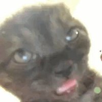 HideInLantern (@hid3inlantern) 's Twitter Profile