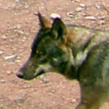 Milvus Profile