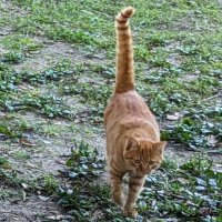 愛猫星人 (@lndnqfwgnjel3gc) 's Twitter Profile