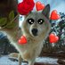 woof "kindness, love and friendship" woofington (@woofgonecrazy) Twitter profile photo woof "kindness, love and friendship" woofington (@woofgonecrazy) Twitter profile photo