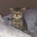 (kostadude) lively account pinned (@kostadude) Twitter profile photo (kostadude) lively account pinned (@kostadude) Twitter profile photo