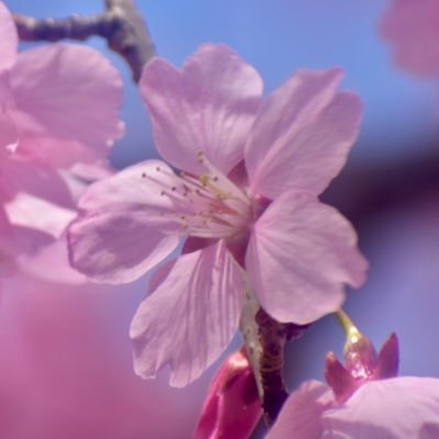 nanashi74nogonn's profile picture. 「誰かに共有したい瞬間を切り撮って」🏷️#陽炎写真館の気まぐれ写真日記 で記録投稿、他、雑多アカウント⚠️仕事が好きで張り切り過ぎたらノルマ増えて低浮上中…生きて仕事するのに手一杯なんです。❤️🔁あったら「生きてるな」と思ってください。