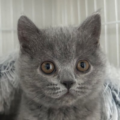 shine25tama's profile picture. 二子玉川に住む猫です。ネコー！😻 https://t.co/RlvGRT8u2O 【楽天モバイル】従業員紹介特典💎このリンクから契約で最大14,000ポイント獲得のチャンス✨お願いします。ペコリ。