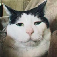 고추펀치 (@gochu_punch) 's Twitter Profile
