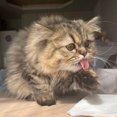 池上さゆりさんのプロフィール画像