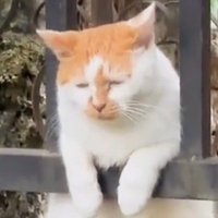 にぼし (@niboshi_hemhem) 's Twitter Profile