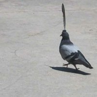 kiwy (@kiwyfps) 's Twitter Profile