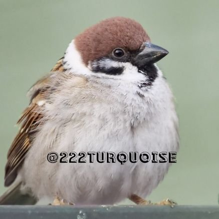 222turquoise's profile picture. 📸 雀イチオシ & 住宅地散歩で出会えた野鳥
✉️DMは開きません
📸 LUMIX G9 pro＋LEICA DG VARIO-ELMAR 100-400 中古で買ったこれしか持ってない。