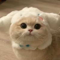woowoo (@everiwhichwei) 's Twitter Profile