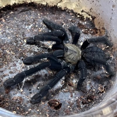 kat_pets's profile picture. ★⭐︎🐍x3 🐢x2 🦎x1 🐸x3🕷x41+73 🦂モドキx2 、🦂x1 ムカデx2 ウデムシx1 ヤスデx約50 ⭐︎★⭐︎★⭐︎★⭐︎(本垢@KAT_LS)(イラスト垢@kat_oekaki)