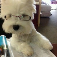 👓 (@handlingbunno) 's Twitter Profile