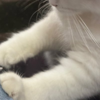 lilailaaa's profile picture. ( 𝖠𝗅𝗐𝖺𝗒𝗌 𝖲𝗎𝗉𝗉𝗈𝗋𝗍 ꪆৎ ) 𓐄 𝖫𝗂𝗇𝗀𝖮𝗋𝗆 🦮🦋 𓐄 𝖤𝗆𝗂𝖡𝗈𝗇𝗇𝗂𝖾 🦊🐰