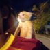 Lil Pharao (@pharaomumie) Twitter profile photo Lil Pharao (@pharaomumie) Twitter profile photo