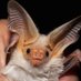 Batty Lexie (@lexxxiebirdy) Twitter profile photo