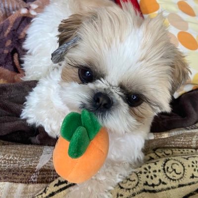 harumonchi_'s profile picture. シーズーのちっち♀です。ちょっとちいさいです。2才になりました。