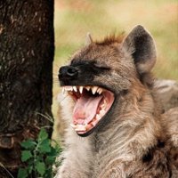 BrKyClK (@yakrebim) 's Twitter Profile