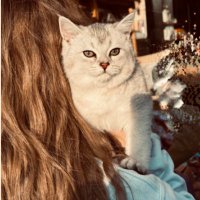 Noha.🕊️ (@nohaakk) 's Twitter Profile