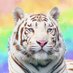 Tigris🐅天然って言われる多趣味な白トラ (@tigris0725) Twitter profile photo Tigris🐅天然って言われる多趣味な白トラ (@tigris0725) Twitter profile photo