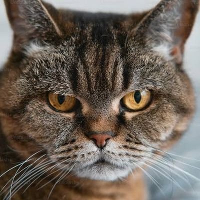 S263080's profile picture. 