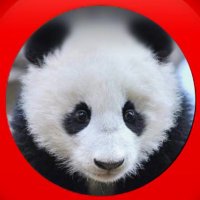 チャイデリ専門垢🇨🇳🇯🇵パンダ🐼 (@anomerutimu) 's Twitter Profile