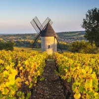 Philippe Lefebvre (@winephilcat) 's Twitter Profile