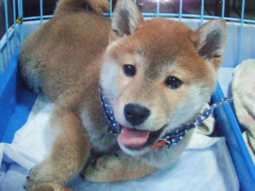 kinoko1069's profile picture. 長崎県出身　鹿児島大学　農1年 趣味は読書(森絵都・有川浩・伊坂幸太郎・乙一et)、卓球、音楽鑑賞(moumoon・バンプ・ましゃ・et)、漫画(はじめの一歩・銀の匙et) 動物大好き(アイコンはウチの愛犬)　フォローは変なの以外100％返します　絡みましょう(^^)/