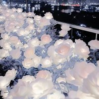 bella (@duckduckg__se) 's Twitter Profile
