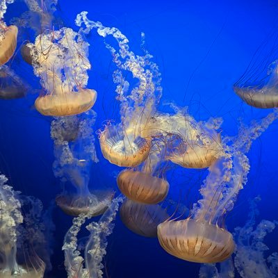 mightycommandr's profile picture. captain of the Pismo Beach disaster relief