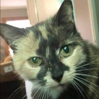 Debra Harrington (@debharrington2) 's Twitter Profile