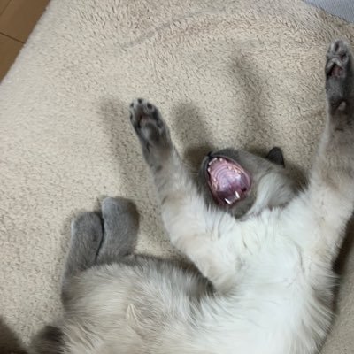 t_a_n_u_chan's profile picture. ･* 横になってばかりの甘えん坊で可愛い猫を飼ってます ･* ｜たぬ｜♂｜🎂2025-09｜🏠2025-03｜雑種（シャムと隠し味の虎模様）｜鍵尻尾｜保護猫譲渡会で出会いました。愛猫だらけのアカウント目指します