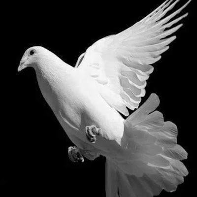 dki_01's profile picture. X