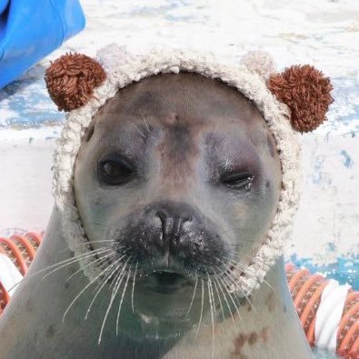 spikey120415's profile picture. 19M🇬🇧 #sealtwt