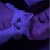 josipa🦋 (@josipamsc) Twitter profile photo josipa🦋 (@josipamsc) Twitter profile photo
