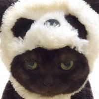 PANDALIVE (@pandalive93) 's Twitter Profile