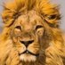 🦁🇹🇷 (@aslan06tc) Twitter profile photo 🦁🇹🇷 (@aslan06tc) Twitter profile photo