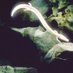 1000 years hermetically sealed (@koenjihyakkei) Twitter profile photo 1000 years hermetically sealed (@koenjihyakkei) Twitter profile photo