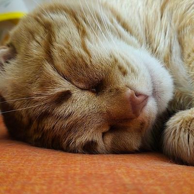 Angaroni9's profile picture. 