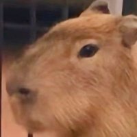 Ferni Cozs (@cozsferni47398) 's Twitter Profile Photo