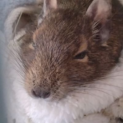 m_0303_h_310's profile picture. デグー垢のﾁｮｺﾐﾝﾄｱｲｽもなかです！
機種変したら元のアカウントに戻れなくなりました😭
名前は変わってないので元々のフォロワー様今一度フォローお願いいたします🙇‍♀️
 2025,5,6~A.K❤
#デグー #佐久間大介Love #うさまらー