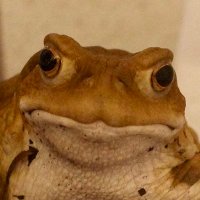 AQUAFISH (@aquafish) 's Twitter Profile Photo