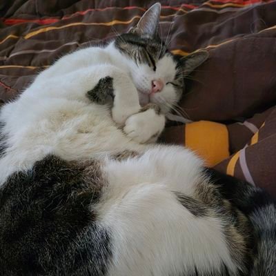 LensFut's profile picture. Racing Club de Lens 1906
Tattoo addict
Muscu Life