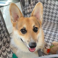Augustus Corgnelius (@augustuscorgi) 's Twitter Profile
