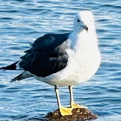 alsheさんのプロフィール画像