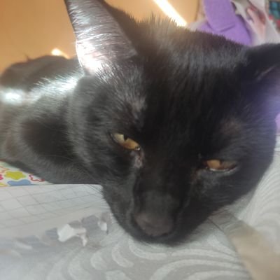 akkott_'s profile picture. 