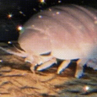 IsoTheIceopod's profile picture. 🚫AI/ INFJ 🌊